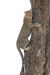 A juvenile leopard on a tree at Masai Mara, Kenya