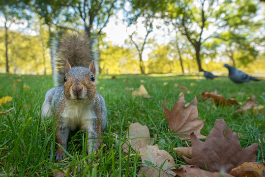 Portrait of grey squirrel on grass with pigeon in background