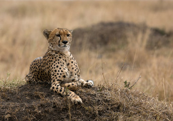 Cheetah resting on a mound at Masai Mara, Kenya