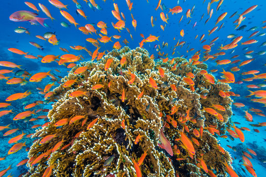 Shoal of sea goldie with coral reef in sea