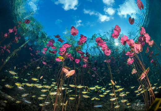 Banded tetras swim between the stalks of water lilies in a cenote