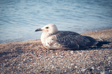 Sea gull sitting motionless by the sea