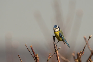 Blaumeise (Cyanistes caeruleus, Syn.: Parus caeruleus)