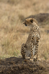 Cheetah on a mound, Masai Mara, Kenya