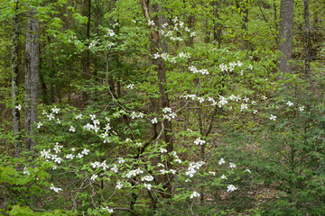 Dogwood Trees blooming in the Great Smoky Mountains in spring season.