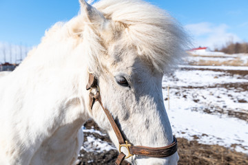 icelandic white horse