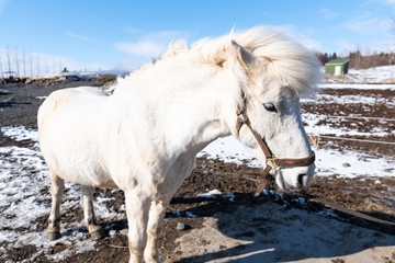 icelandic white horse