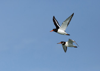 The oystercatchers  flying at Eker coast, Bahrain 