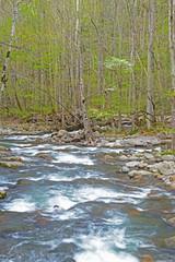 White water stream surrounded with new growth leaves in spring.