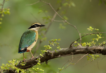 Obraz premium Portrait of the Indian pitta at Ranthambore Tiger Reserve, India