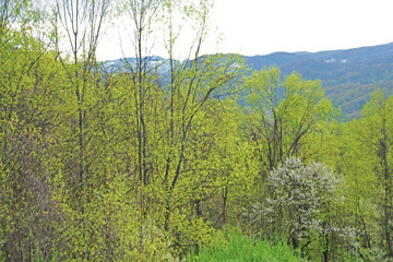 Dogwood Trees blooming in the Great Smoky Mountains in spring season.