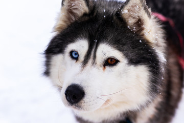 Husky dog with blue eyes intently looking straight at the photographer. Closeup Siberian Husky Puppy with Different Eyes