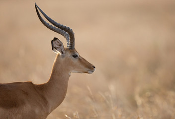 A portrait of  Impala, Masai Mara, Kenya