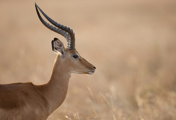 A portrait of  Impala, Masai Mara, Kenya