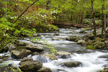 Dogwood Trees blooming in the Great Smoky Mountains in spring season.