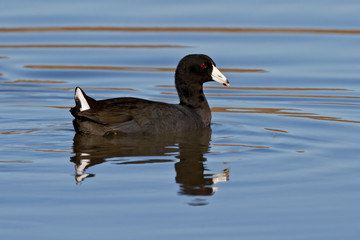 American Coot (Fulica americana)