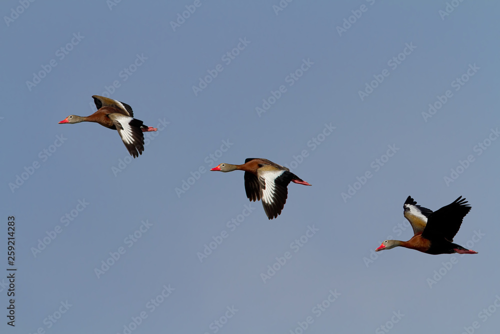 Wall mural Black-bellied whistling ducks (Dendrocygna autumnalis)