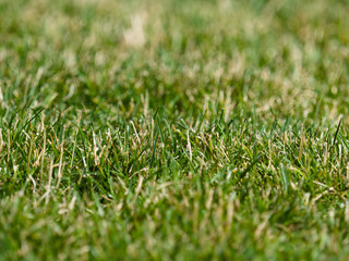 Cut green and yellow grass on the lawn. Background image.