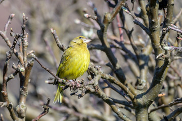 Grünfink  (Chloris chloris, Syn.: Carduelis chloris) im Garten