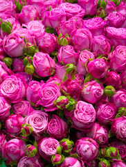 floral background of flowers of roses
