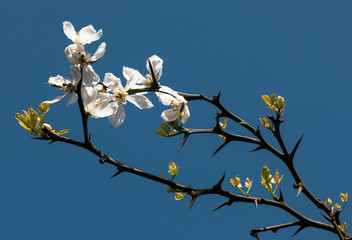 poncirus trifoliata