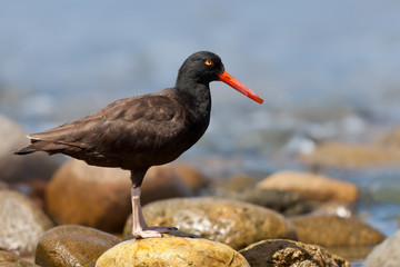 Black Oystercatcher (Haematopus bachmani)