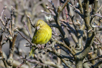 Grünfink  (Chloris chloris, Syn.: Carduelis chloris) im Garten