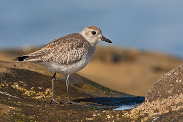 Black-bellied Plover (Pluvialis squatarola)