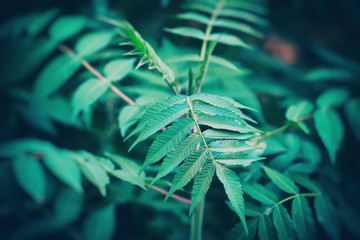 Texture of green leaves closeup, vintage dark green color with vignette.