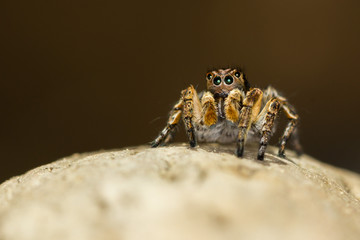 Macro closeup. Hyllus semicupreus Jumping Spider on a rock.