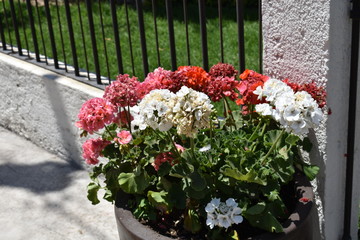 Close up de flores rosas y blancas