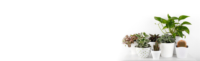 Houseplants in modern flowerpots