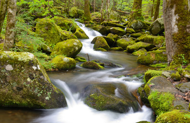 White water stream surrounded with new growth leaves in spring.