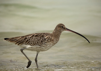 A Curlew at Busaiteen coast, Bahrain 