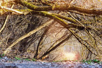unusual tree in the forest