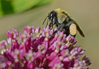 Large Mining Bee feeds on pink Mlkweed with pollen on his legs.