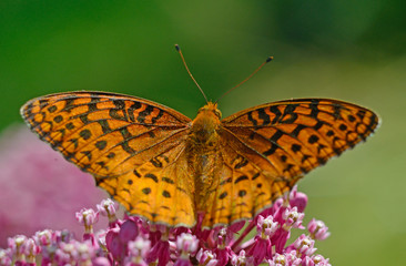 A Star Spangled Fritillary Butterfly feeding on pink Milkweed.