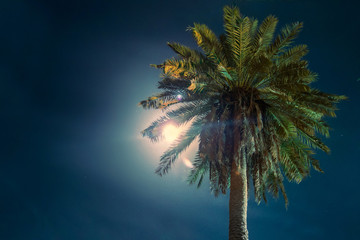 Moonlit palm tree - Moon peeking through palm tree.