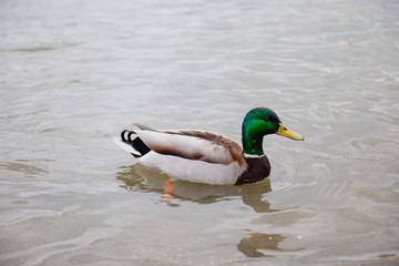 Fototapeta premium ducks swim in the water