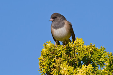 Dark-eyed Junco (Junco hyemalis)