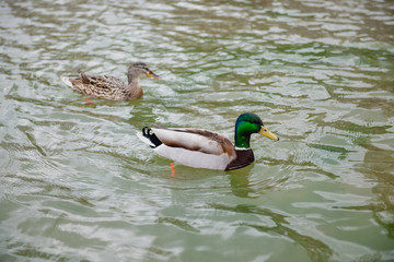 ducks swim in the water