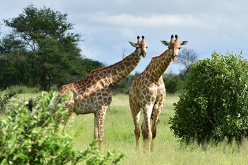two curious giraffe,Kruger national park,South Africa