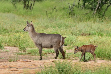 Naklejka na ściany i meble waterbuck antelope wit its young calf,Kruger national park,South Africa