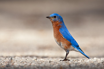 Eastern Bluebird (Sialia sialis)