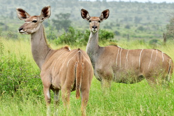 Naklejka na ściany i meble curious female of kudu antelope,Kruger national park
