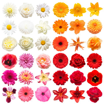 Collection head multicolored flowers of daisy, gerbera, narcissus, tigridia, chrysanthemum, pansies, lily, rose, dahlia isolated on white background. Delicate composition. Flat lay, top view © Flower Studio