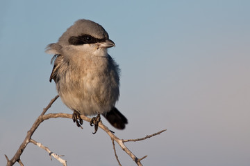 Loggerhead Shrike (Lanius ludovicianus)