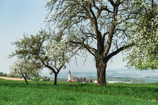 Kirche zwischen blühende Kirschbäume in Oberösterreich