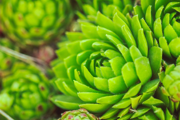 Fototapeta premium Green stone rose flower in the garden