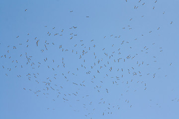 Flying black-headed seagulls against the sky